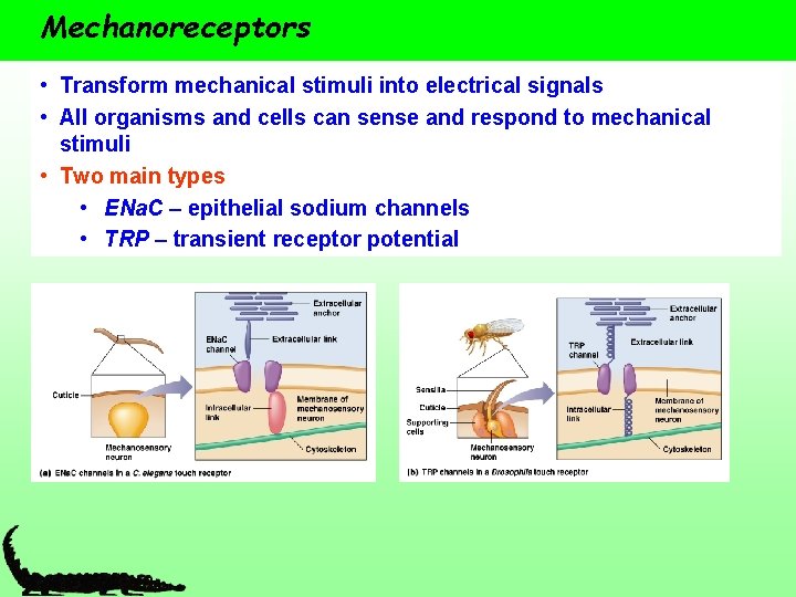 Mechanoreceptors • Transform mechanical stimuli into electrical signals • All organisms and cells can