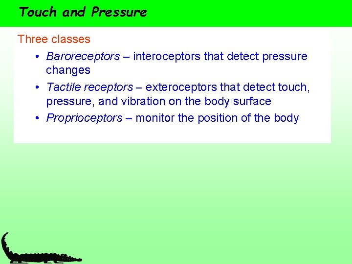 Touch and Pressure Three classes • Baroreceptors – interoceptors that detect pressure changes •