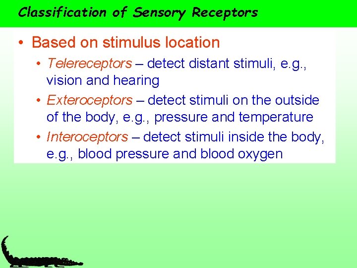 Classification of Sensory Receptors • Based on stimulus location • Telereceptors – detect distant