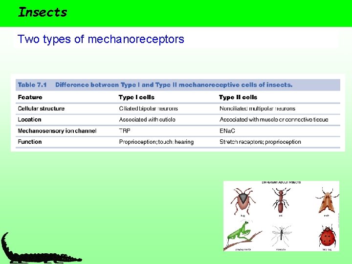 Insects Two types of mechanoreceptors 