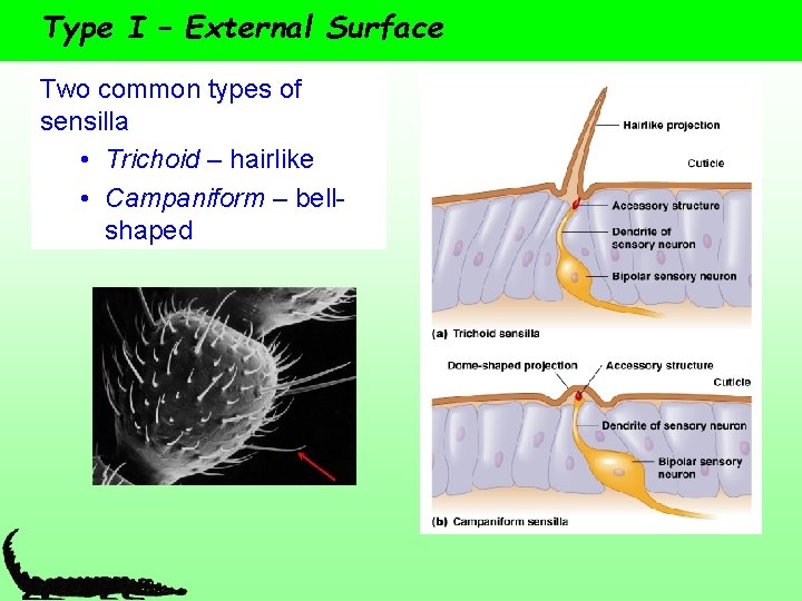 Type I – External Surface Two common types of sensilla • Trichoid – hairlike