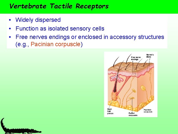 Vertebrate Tactile Receptors • Widely dispersed • Function as isolated sensory cells • Free