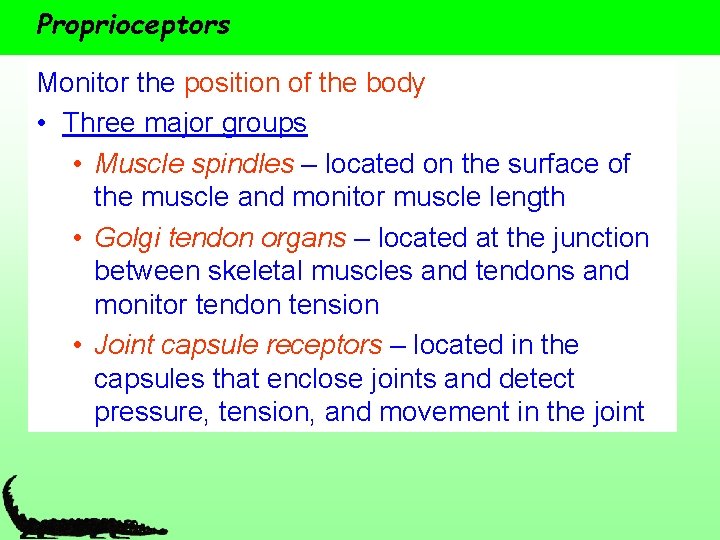 Proprioceptors Monitor the position of the body • Three major groups • Muscle spindles