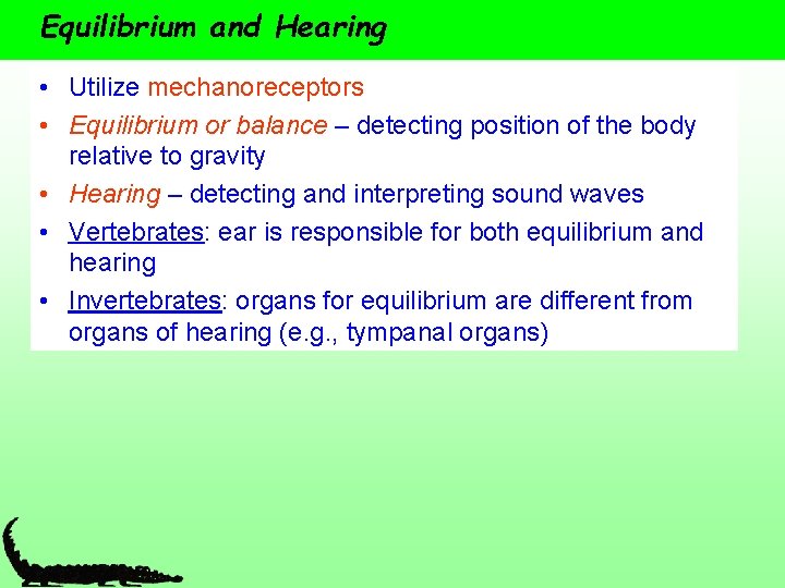 Equilibrium and Hearing • Utilize mechanoreceptors • Equilibrium or balance – detecting position of