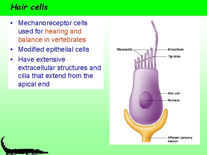 Hair cells • Mechanoreceptor cells used for hearing and balance in vertebrates • Modified