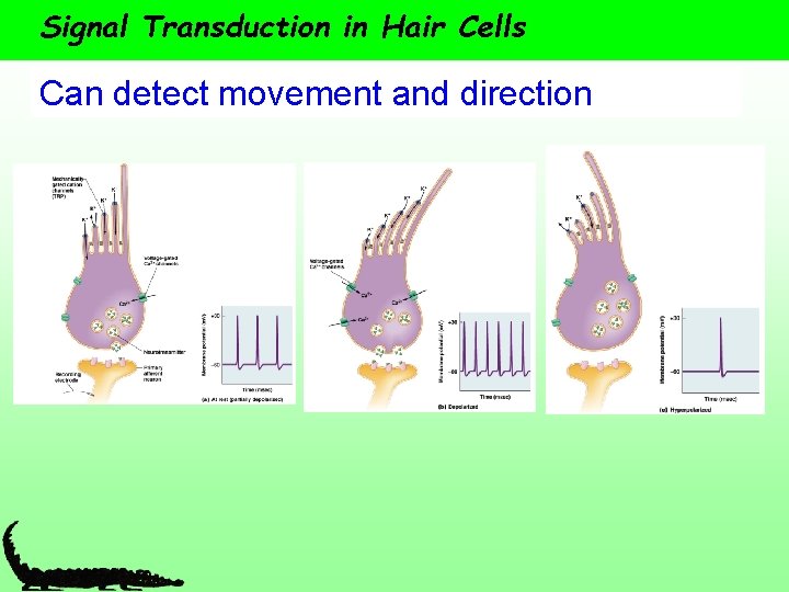 Signal Transduction in Hair Cells Can detect movement and direction 