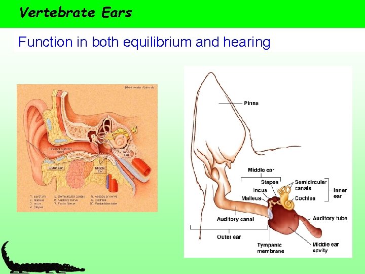 Vertebrate Ears Function in both equilibrium and hearing 