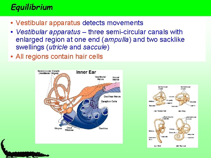 Equilibrium • Vestibular apparatus detects movements • Vestibular apparatus – three semi-circular canals with
