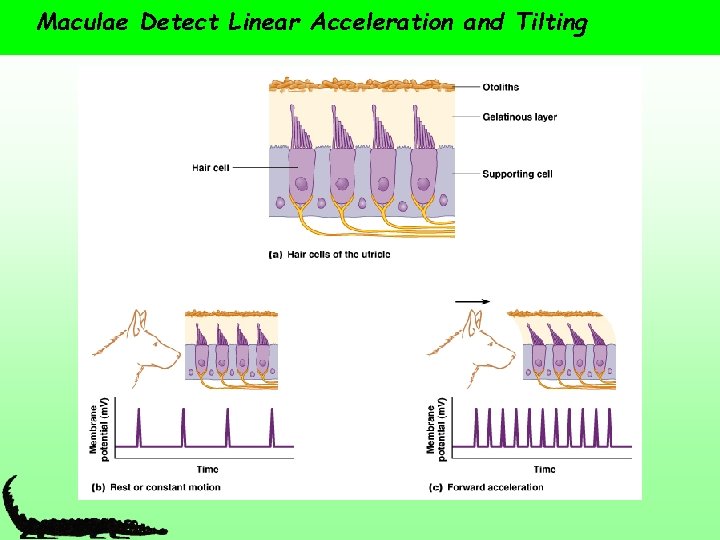 Maculae Detect Linear Acceleration and Tilting 