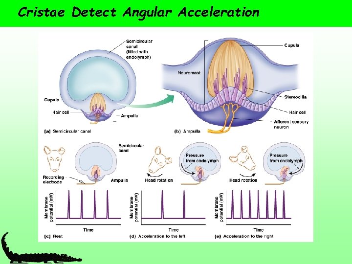 Cristae Detect Angular Acceleration 