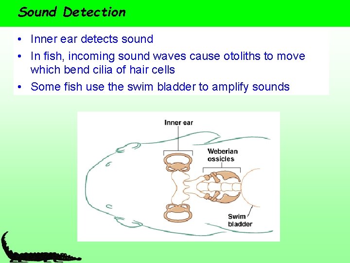 Sound Detection • Inner ear detects sound • In fish, incoming sound waves cause