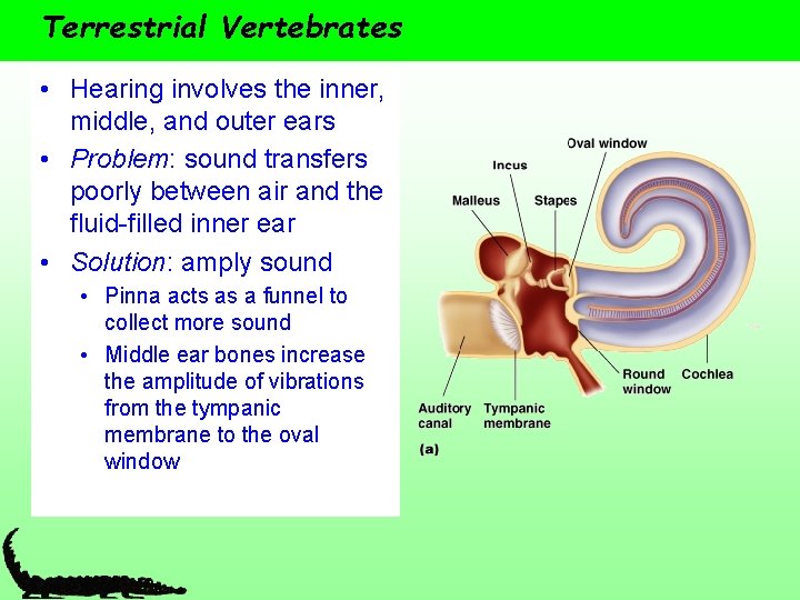 Terrestrial Vertebrates • Hearing involves the inner, middle, and outer ears • Problem: sound