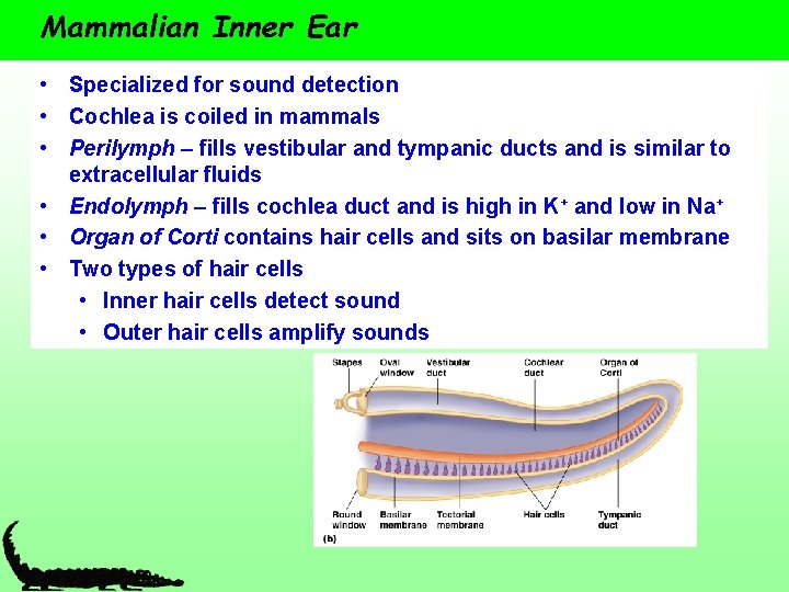 Mammalian Inner Ear • Specialized for sound detection • Cochlea is coiled in mammals