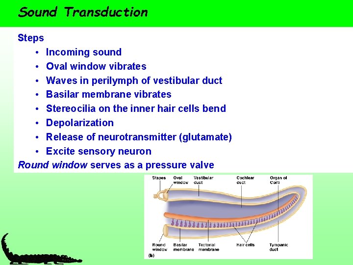 Sound Transduction Steps • Incoming sound • Oval window vibrates • Waves in perilymph