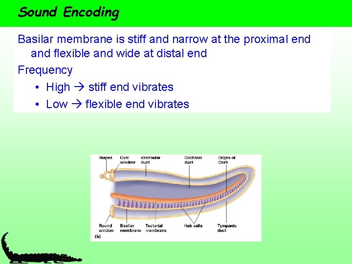 Sound Encoding Basilar membrane is stiff and narrow at the proximal end and flexible