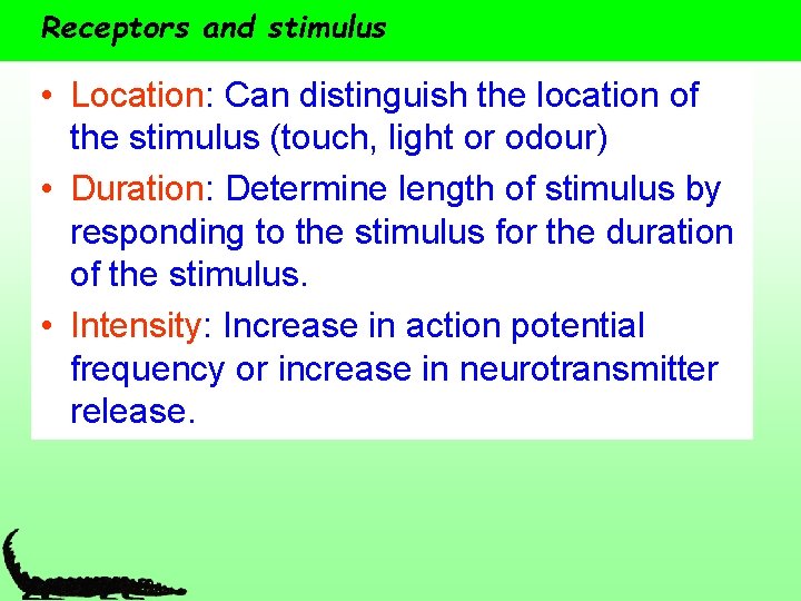 Receptors and stimulus • Location: Can distinguish the location of the stimulus (touch, light
