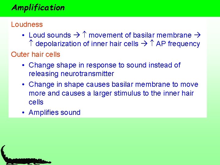 Amplification Loudness • Loud sounds movement of basilar membrane depolarization of inner hair cells