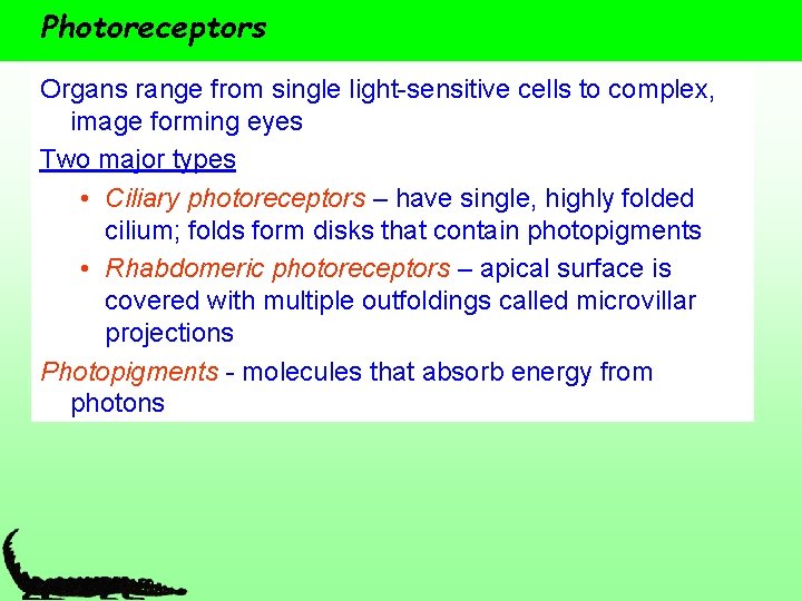 Photoreceptors Organs range from single light-sensitive cells to complex, image forming eyes Two major