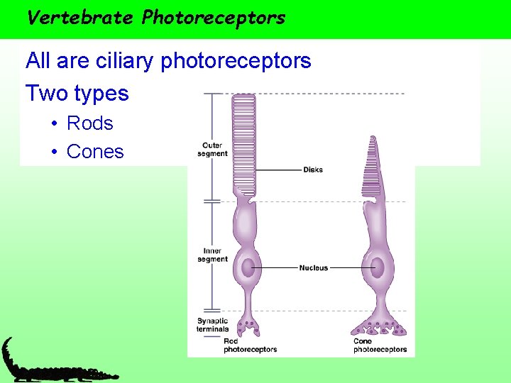 Vertebrate Photoreceptors All are ciliary photoreceptors Two types • Rods • Cones 