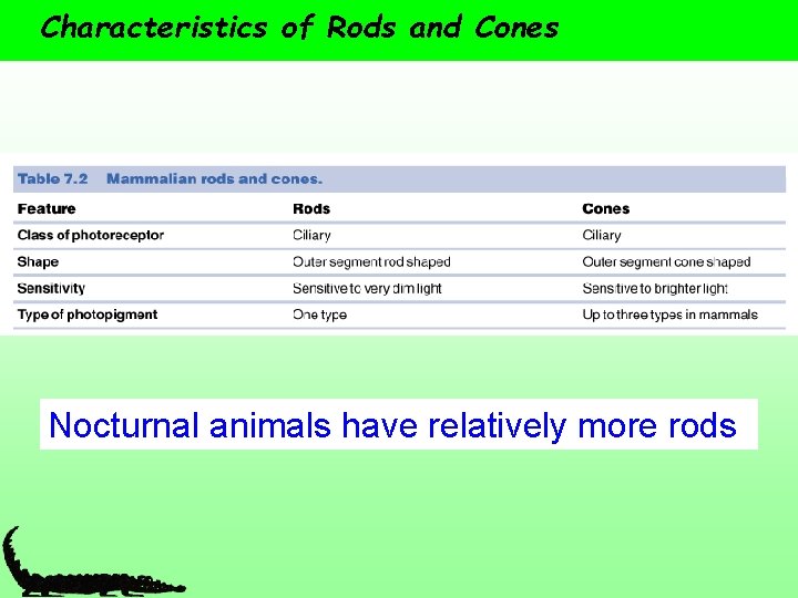 Characteristics of Rods and Cones Nocturnal animals have relatively more rods 