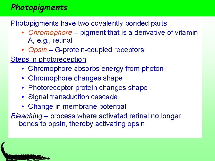 Photopigments have two covalently bonded parts • Chromophore – pigment that is a derivative