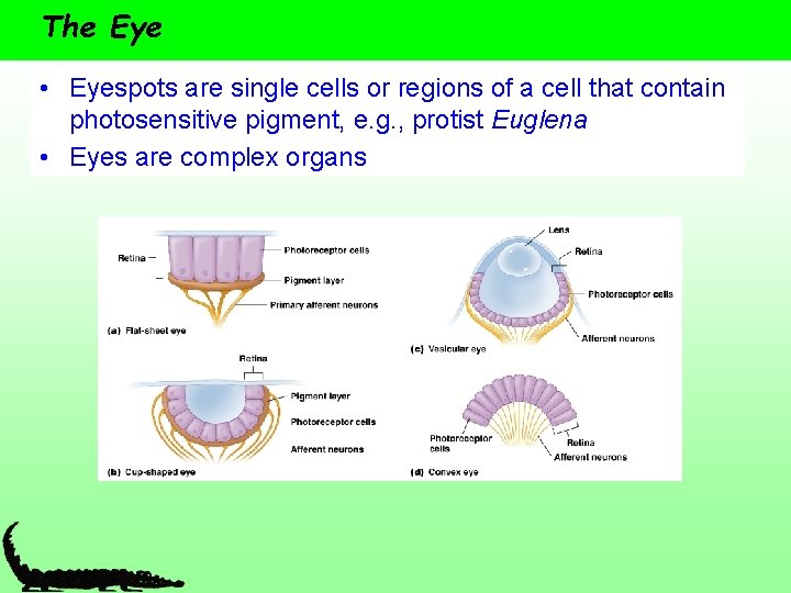 The Eye • Eyespots are single cells or regions of a cell that contain