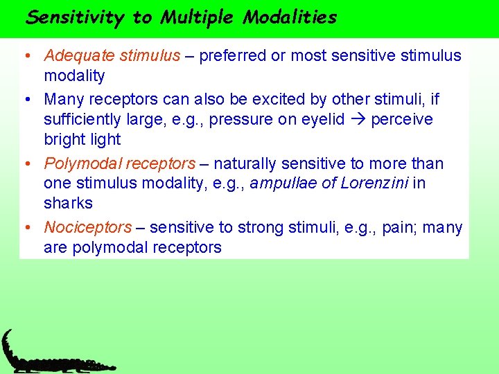 Sensitivity to Multiple Modalities • Adequate stimulus – preferred or most sensitive stimulus modality
