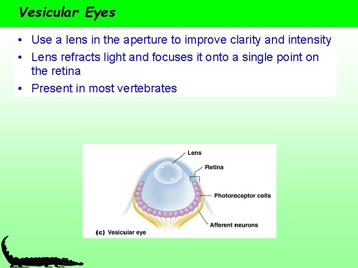 Vesicular Eyes • Use a lens in the aperture to improve clarity and intensity