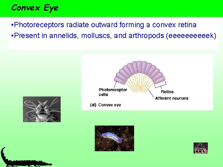 Convex Eye • Photoreceptors radiate outward forming a convex retina • Present in annelids,