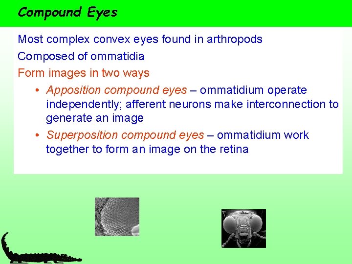 Compound Eyes Most complex convex eyes found in arthropods Composed of ommatidia Form images