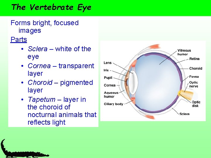 The Vertebrate Eye Forms bright, focused images Parts • Sclera – white of the