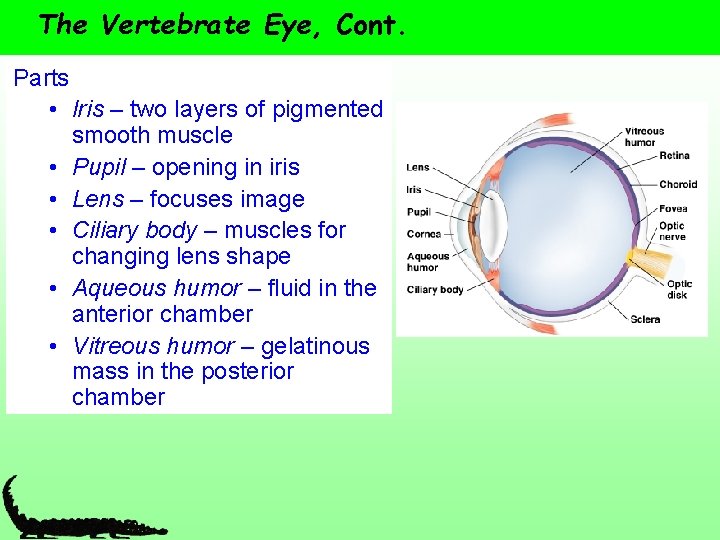 The Vertebrate Eye, Cont. Parts • Iris – two layers of pigmented smooth muscle