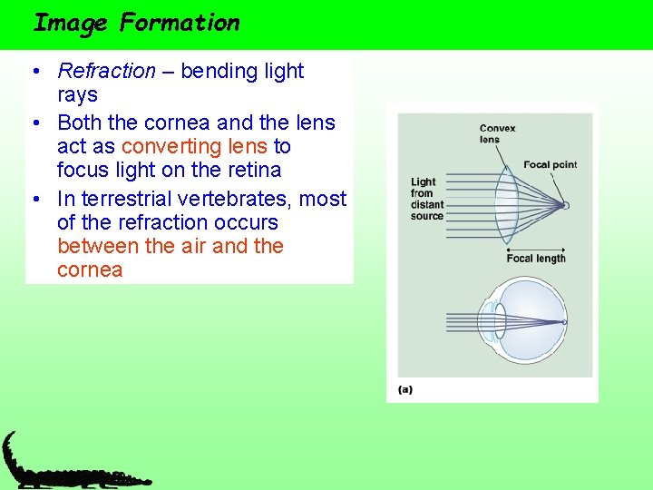 Image Formation • Refraction – bending light rays • Both the cornea and the