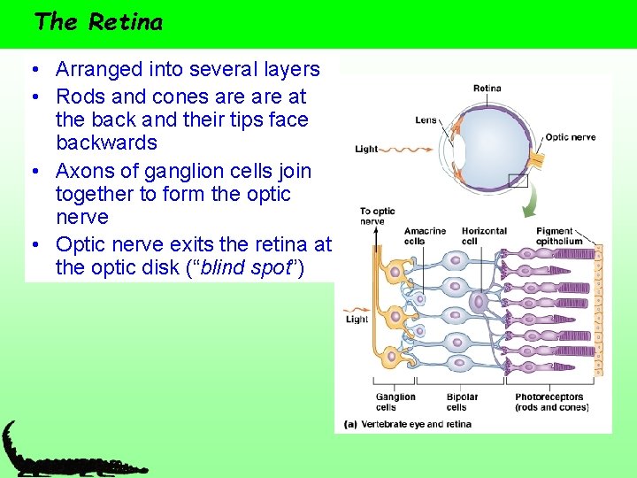 The Retina • Arranged into several layers • Rods and cones are at the