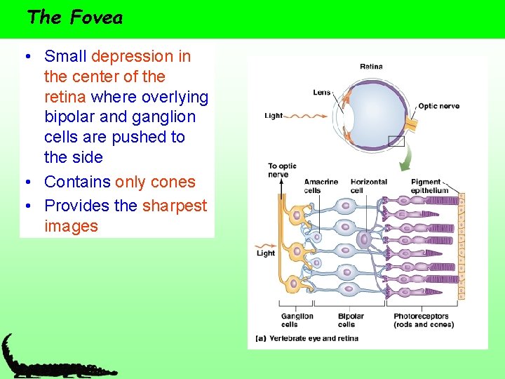 The Fovea • Small depression in the center of the retina where overlying bipolar