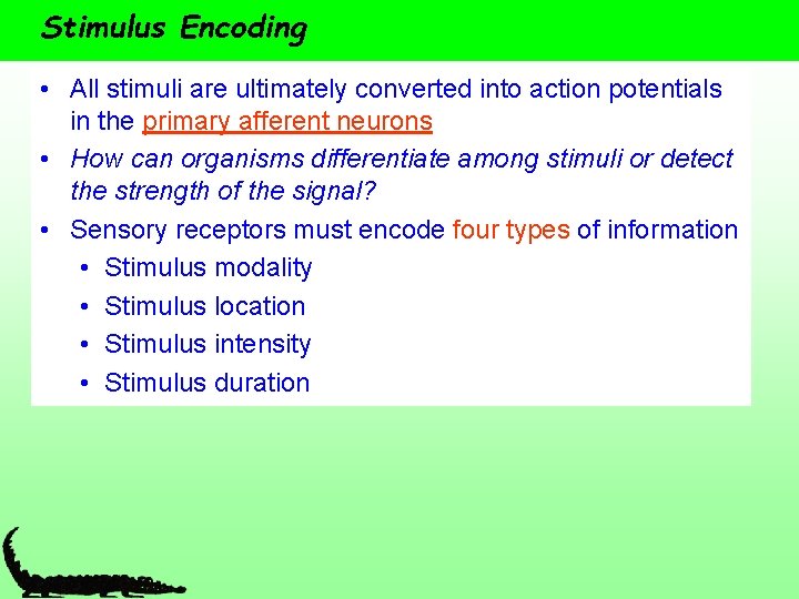 Stimulus Encoding • All stimuli are ultimately converted into action potentials in the primary