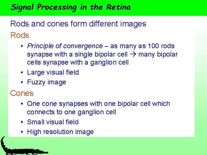 Signal Processing in the Retina Rods and cones form different images Rods • Principle