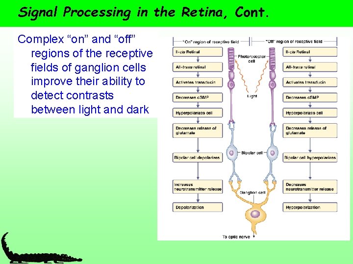 Signal Processing in the Retina, Cont. Complex “on” and “off” regions of the receptive