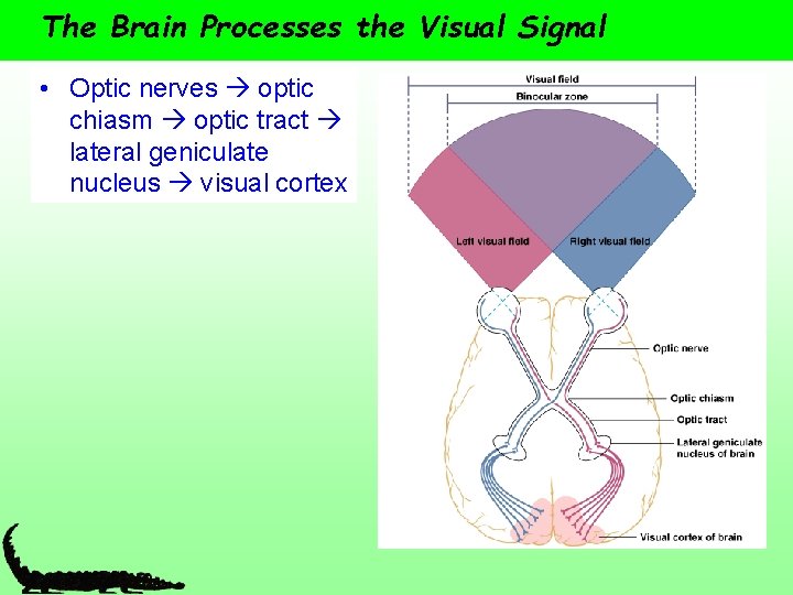 The Brain Processes the Visual Signal • Optic nerves optic chiasm optic tract lateral