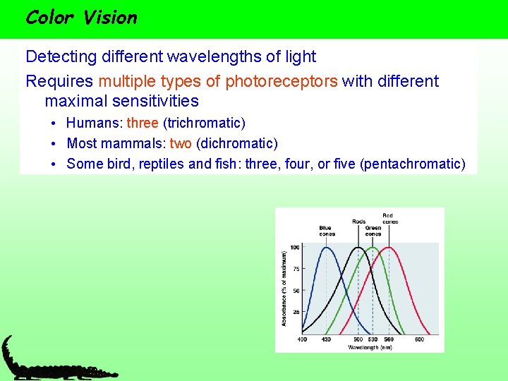 Color Vision Detecting different wavelengths of light Requires multiple types of photoreceptors with different