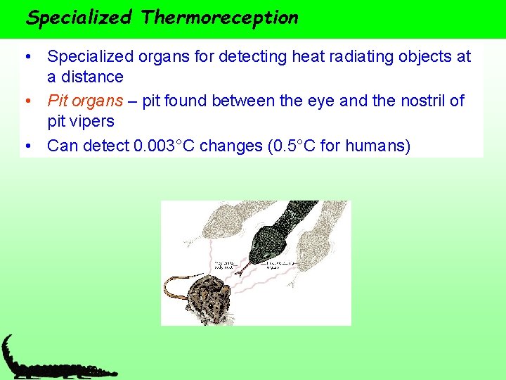 Specialized Thermoreception • Specialized organs for detecting heat radiating objects at a distance •