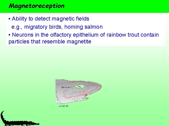 Magnetoreception • Ability to detect magnetic fields e. g. , migratory birds, homing salmon