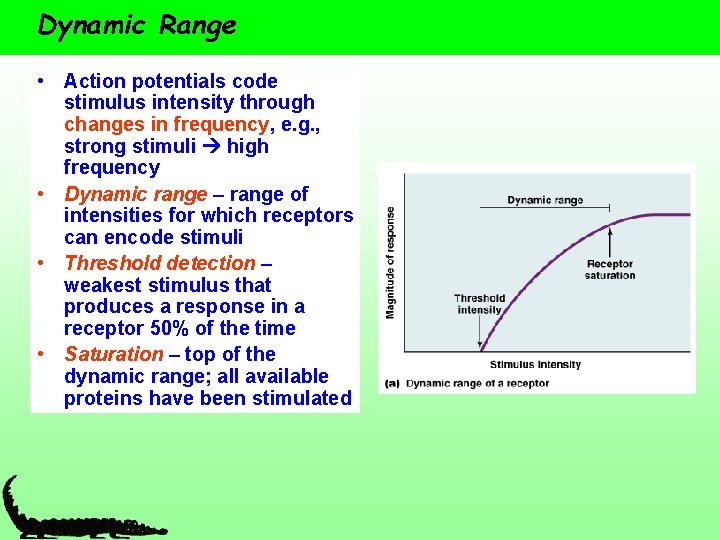 Dynamic Range • Action potentials code stimulus intensity through changes in frequency, e. g.