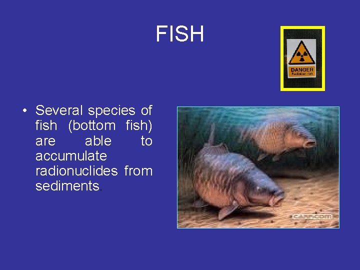 FISH • Several species of fish (bottom fish) are able to accumulate radionuclides from