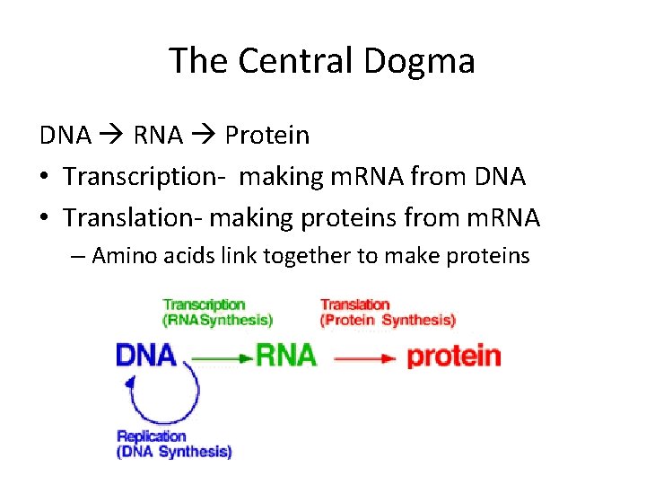 The Central Dogma DNA RNA Protein • Transcription- making m. RNA from DNA •
