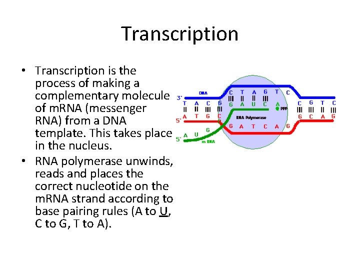 Transcription • Transcription is the process of making a complementary molecule of m. RNA