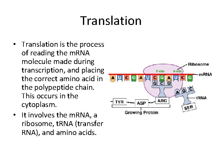 Translation • Translation is the process of reading the m. RNA molecule made during