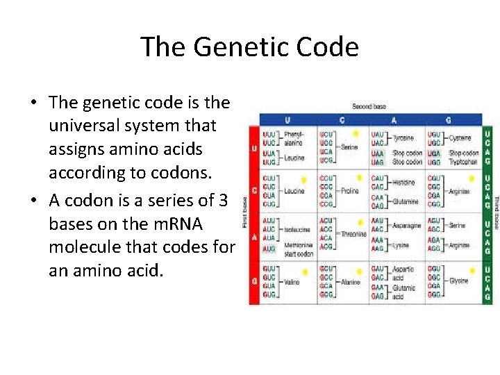 The Genetic Code • The genetic code is the universal system that assigns amino