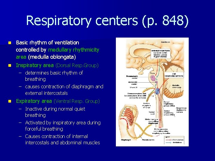 Respiratory centers (p. 848) n Basic rhythm of ventilation controlled by medullary rhythmicity area