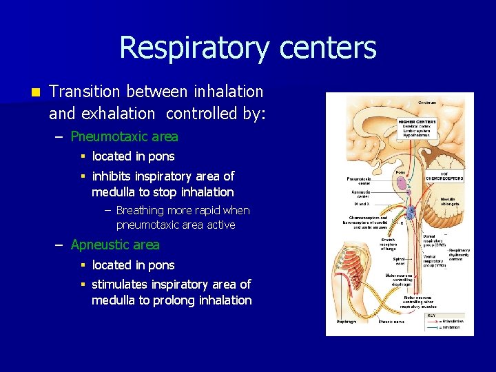 Respiratory centers n Transition between inhalation and exhalation controlled by: – Pneumotaxic area §
